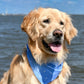 Olive (85lb Golden Retriever) wears a Large Light Blue P-8 Bandana