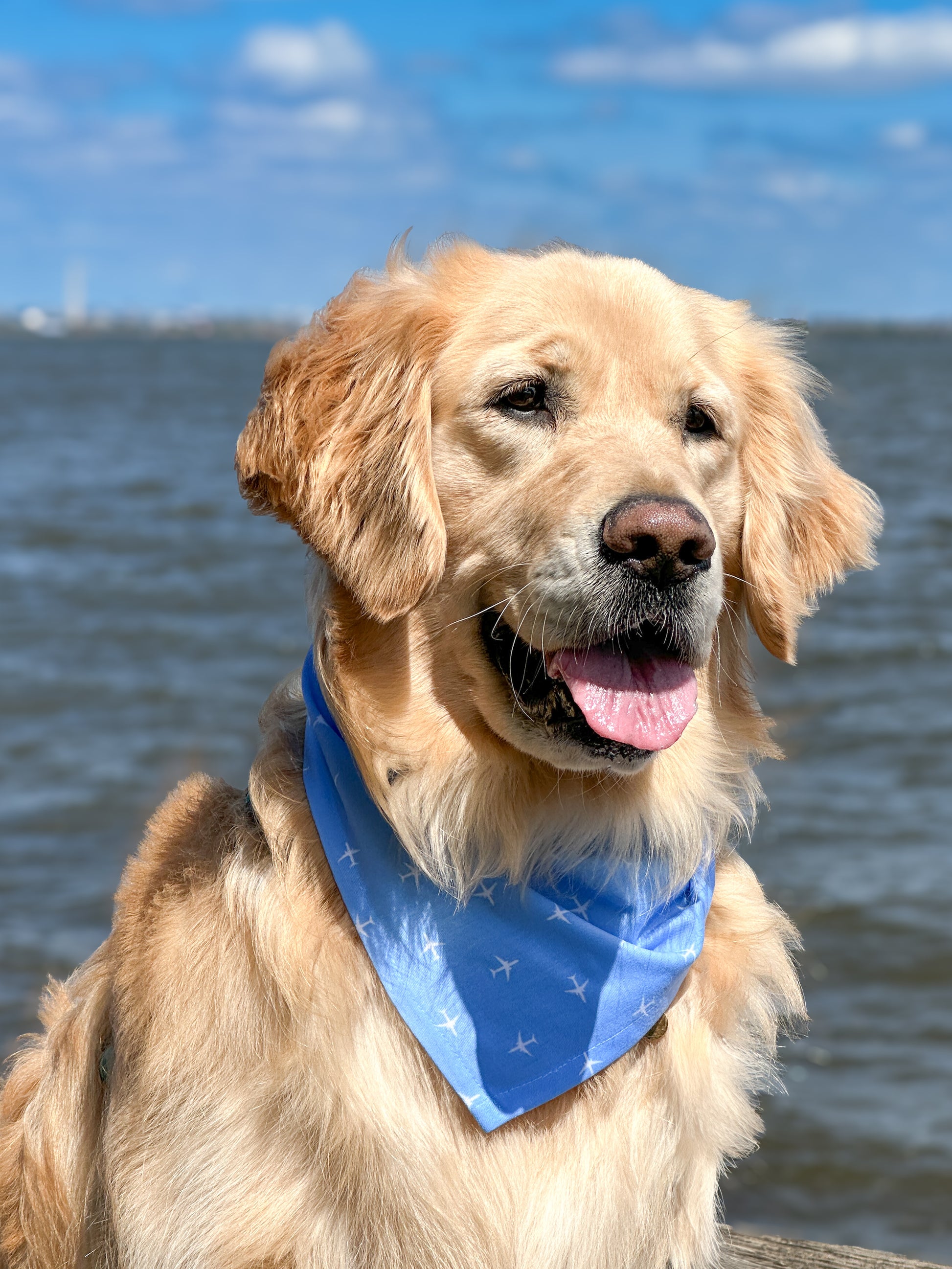 Olive (85lb Golden Retriever) wears a Large Light Blue P-8 Bandana